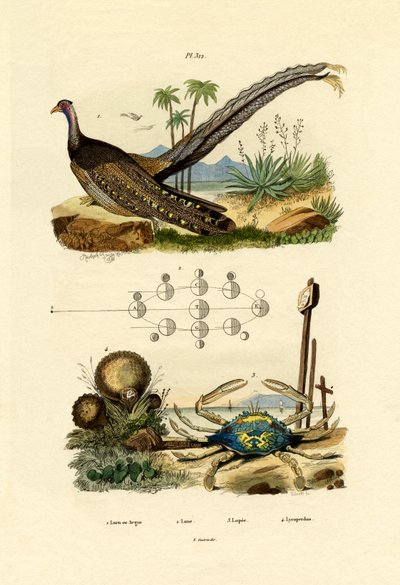 Argus Pheasant by French School